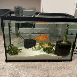 Fish Tank 25G 