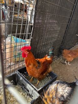 Comida para gallos