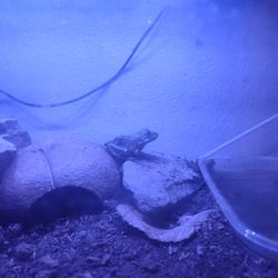 Leopard Frog Tank Terrarium 