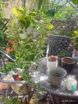 Ota Plant Bluming 