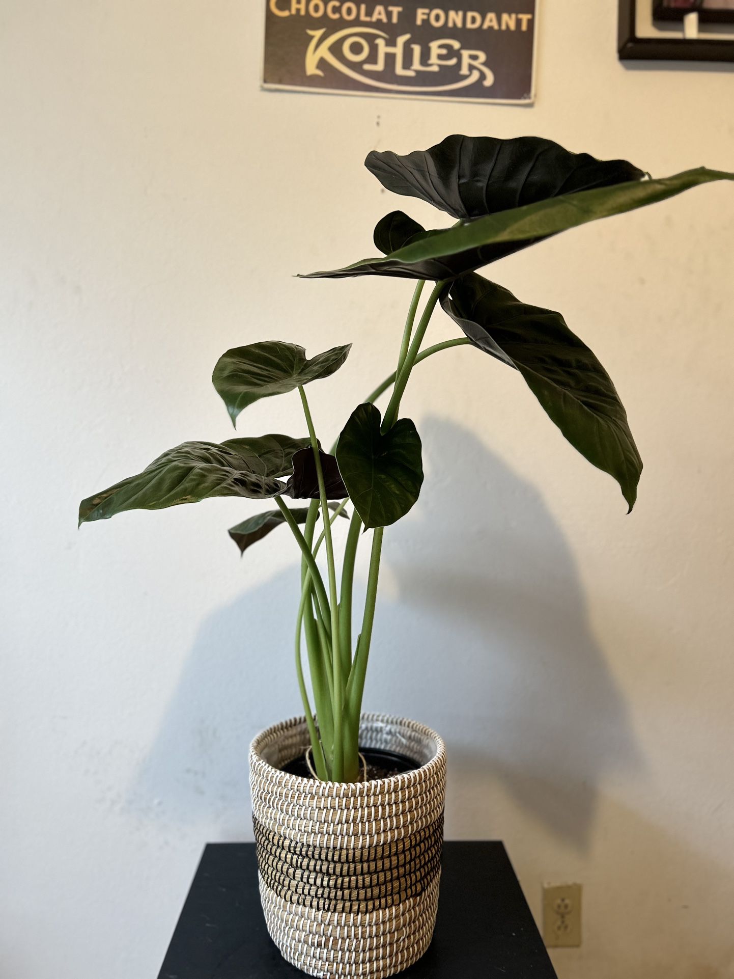 Alocasia Plant 