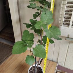 KADOTA FIG /$30 / HIGO AMARILLO / NELLIS BLVD & CHEYENNE AVE 