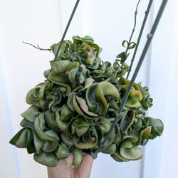 Hoya Compacta Hindu Rope Plant 6" Pot - Indoor House Plants 