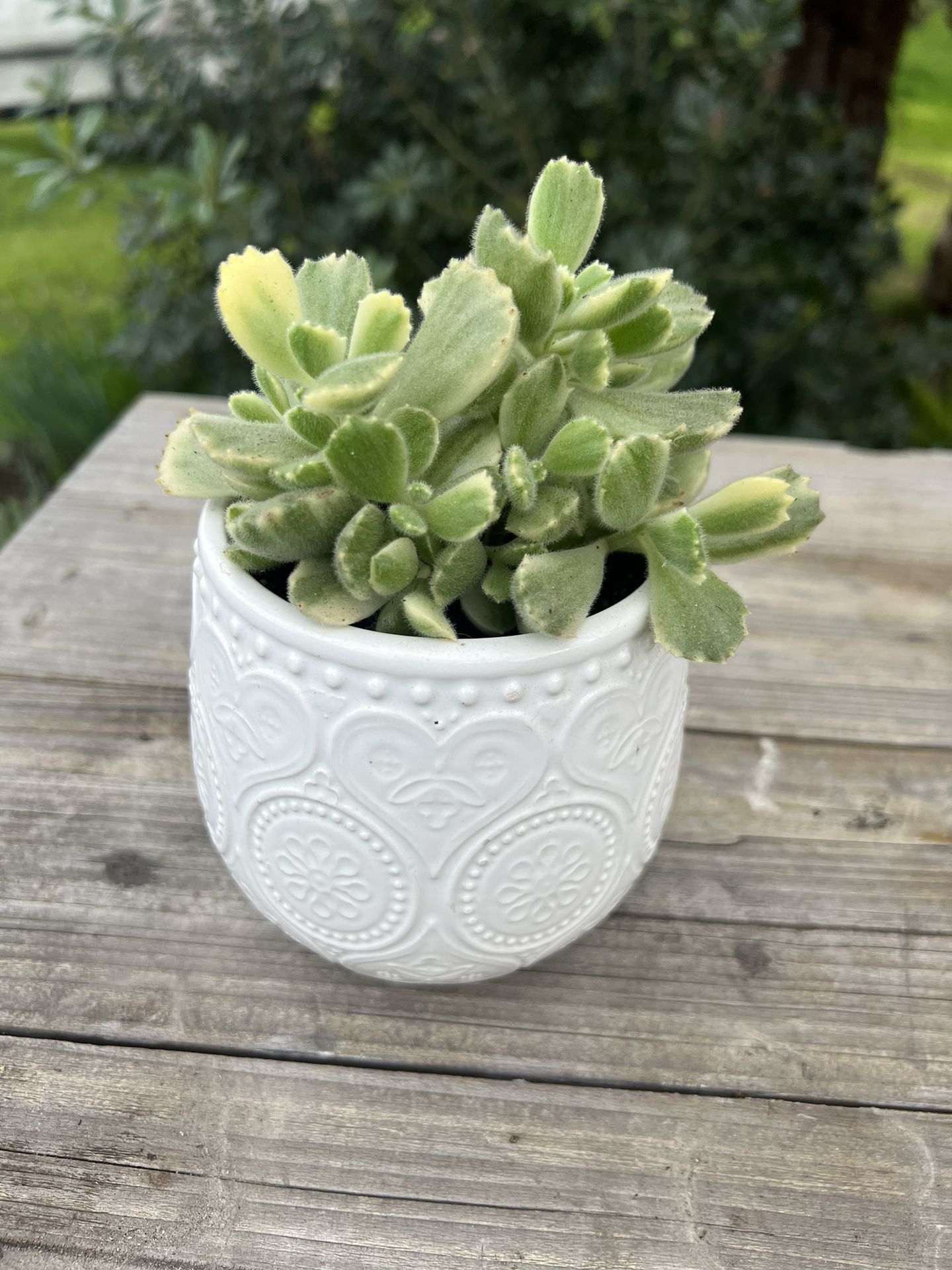 Variegated “Bear Paw” Succulent In White Ceramic Pot 