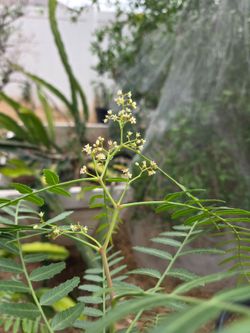Peruvian Shinus Molle Pepper Plant . Schinus Molle - Plant.