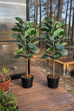 Artificial Fiddle Leaf Fig Trees – Tall Decorative Indoor/Outdoor Plants (Set of 2)