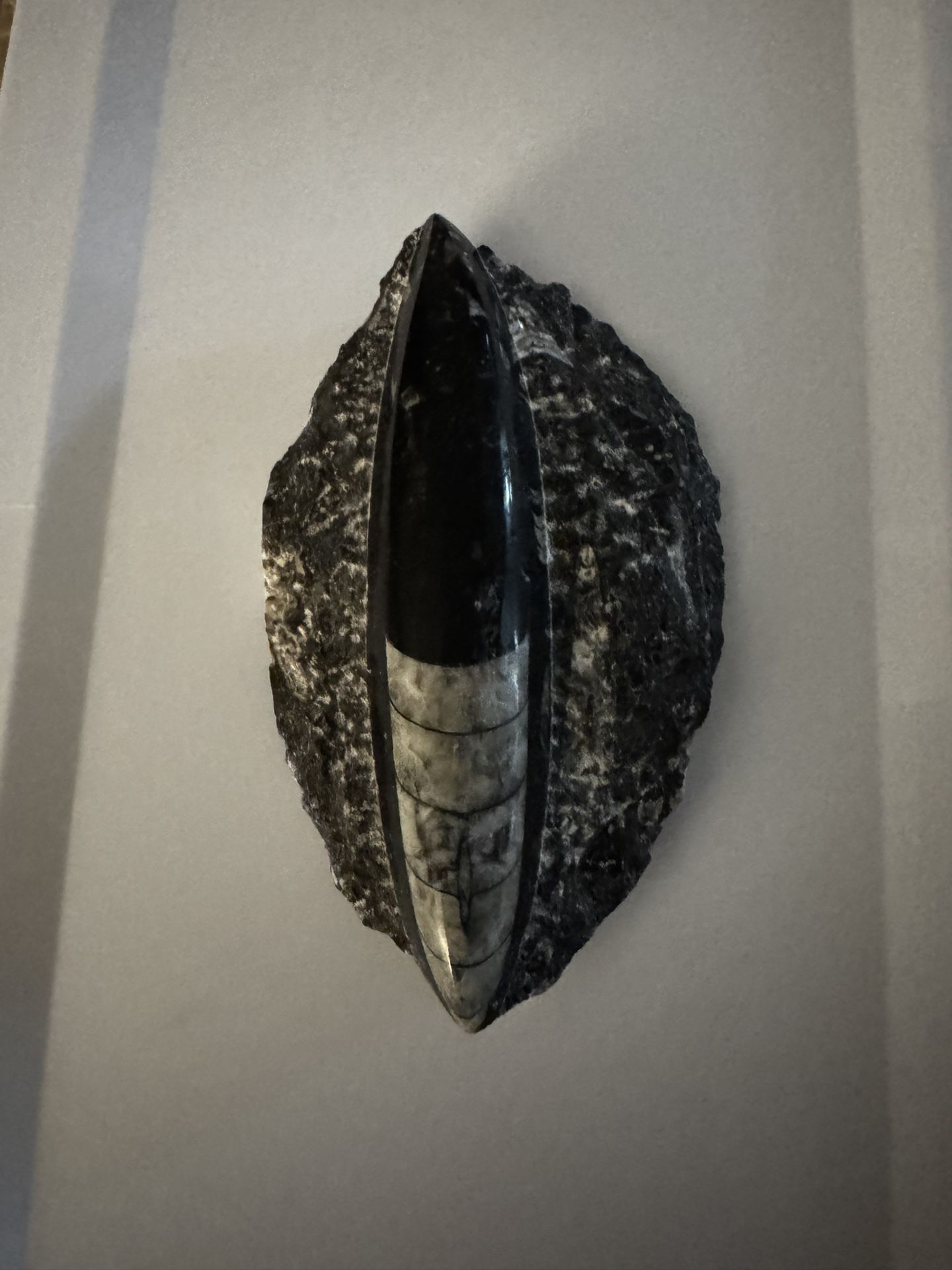 Orthoceras Fossil, Black Marble