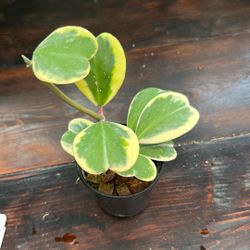 Hoya Kerrii Albomarginata