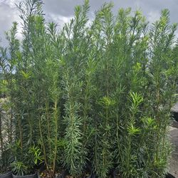 podocarpus  over 4 feet tall Instant Privacy Hedge For Fence Green Full Ready 