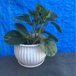 Plant In 5” Ceramic Pot