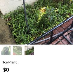 Ice Plant 