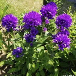 Purple Clustered Bellflower.