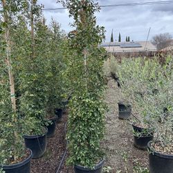 Eugenia Privacy Hedge