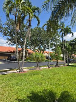 Free 3  -20ft christmas palms