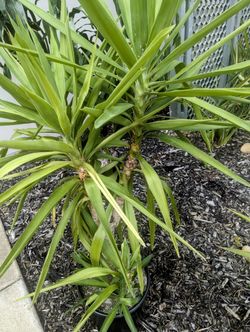 Plants, Plants, Plants... 