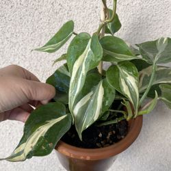Beautiful Philodendron Rio Sport Plant