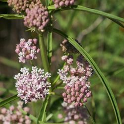 Narrowleaf Milkweed seeds (2 seed pods)