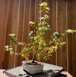 Japanese maple bonsai / A1