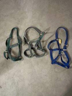Halters For Horses