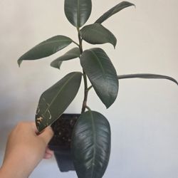 Rubber plant 13 inch