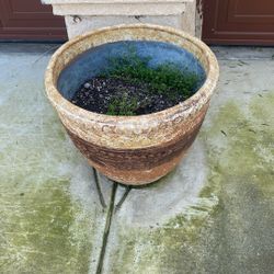 Two Beautiful Pot Plants. 🪴 