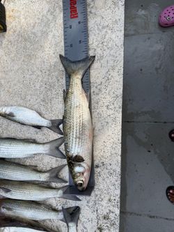 carnadas Pescado Mullet y carnadas
