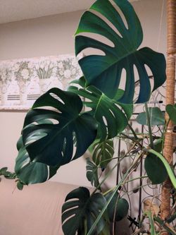 Monsters Deliciosa Clipping