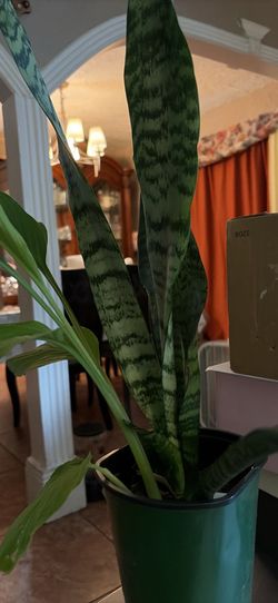 Lengua de la suegra y también la planta de la curcuma