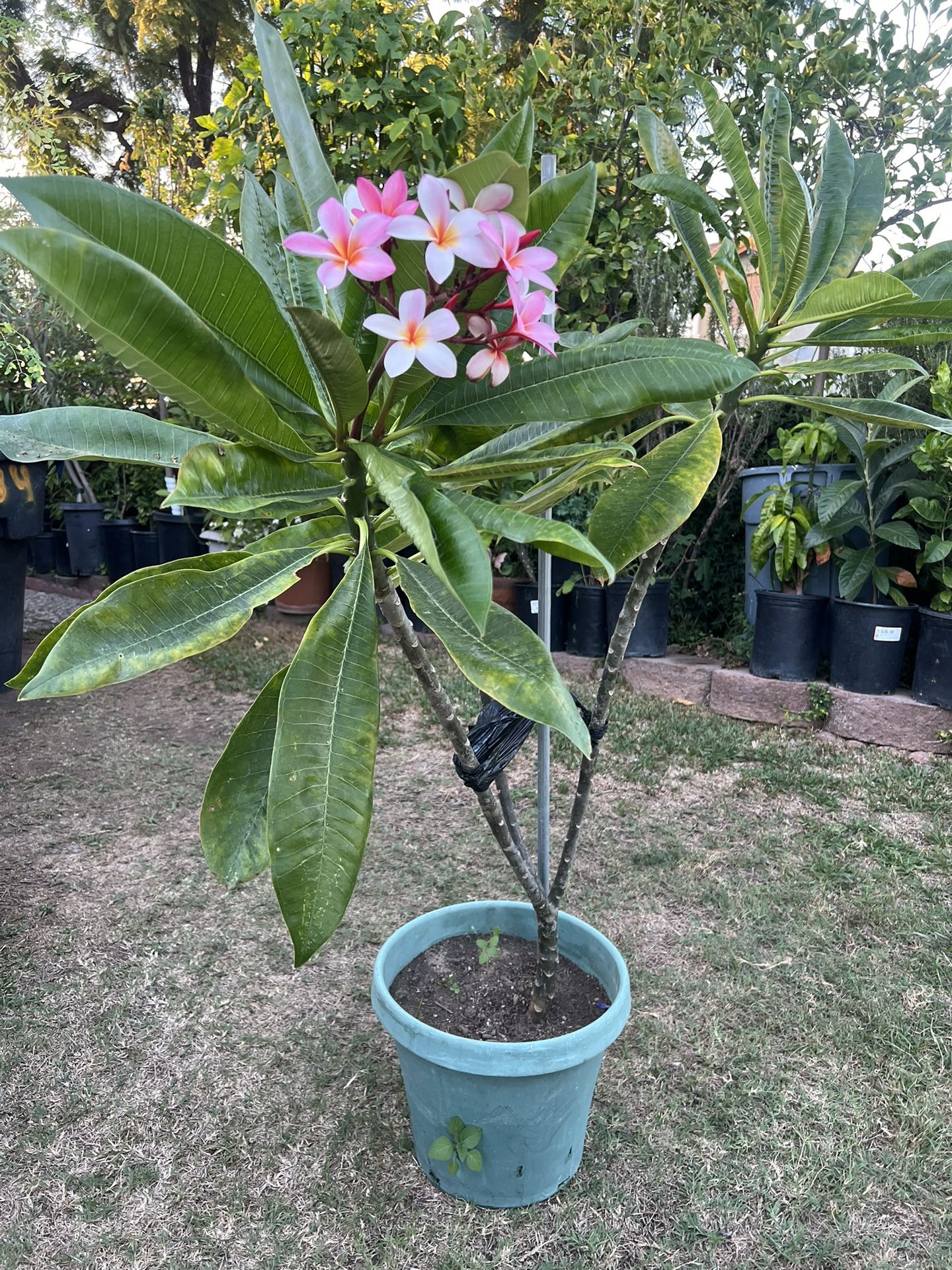 Plumeria Plant