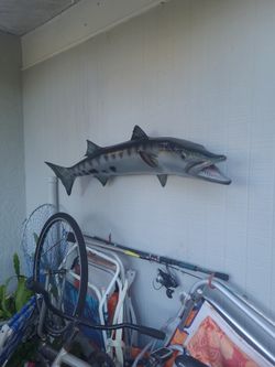 Wall decoration Barracuda fifty inches long next