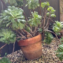 Beautiful Potted Bushel Is Succulents