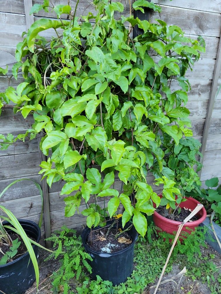 Passion Fruit Plant