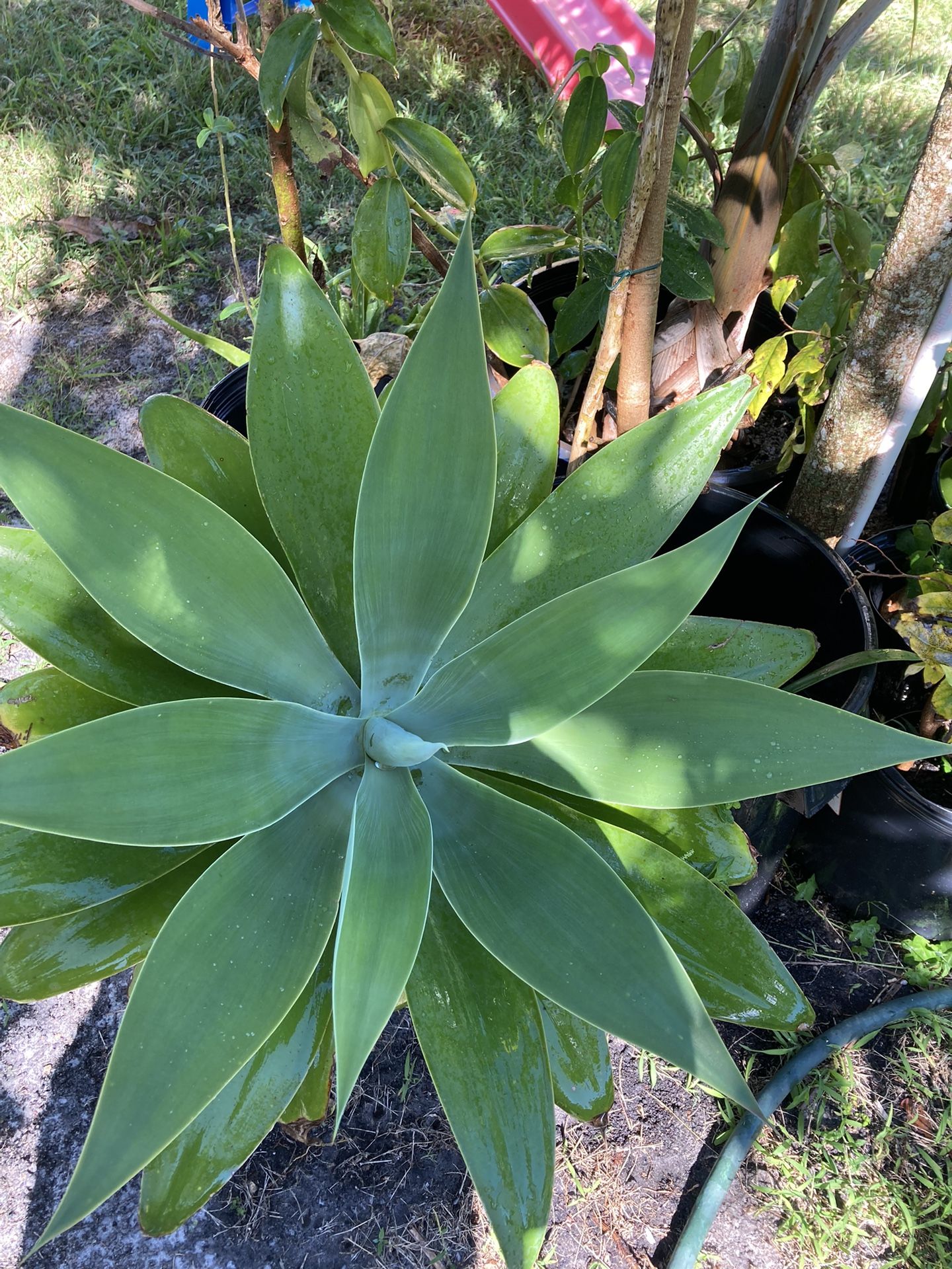Blue Agave 20 And Mango 20 And More