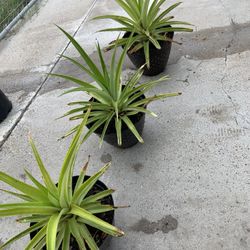 Piña Pineapple Plants