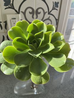 Gorgeous Aeonium Succulent Indoor Outdoor Plant 