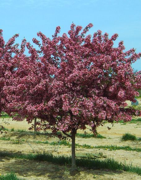 3 Types Of Crabapple Trees
