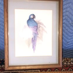 Parrot Print Oak Frame Signed Harrison 