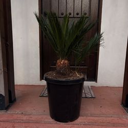 🌴 Sago Palm in 15 Gallon Pot (Includes 2 Pups) – $100 OBO