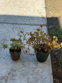 Plants