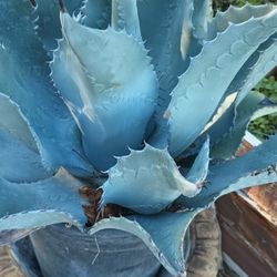 Agaves Plants.