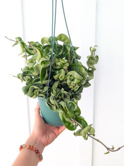 Hoya Compacta Hindu Rope Plant 6" Pot - Indoor House Plants