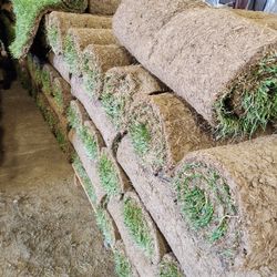 Green Sod Cut Daily