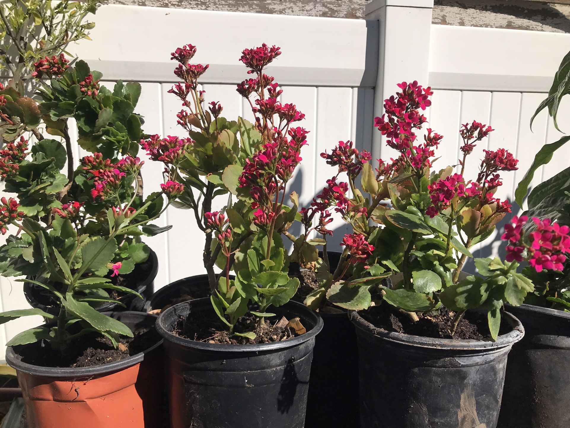 Kalanchoe