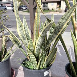 Snake Plants