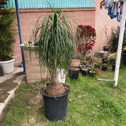 Elefante Palm