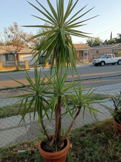 Yucca tree plant