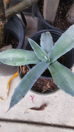Blue Agave Cactus Garden