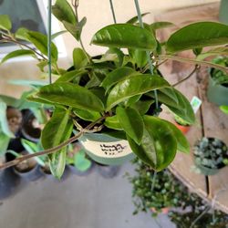 Hoya Krinckle