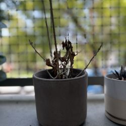 Plant Pots