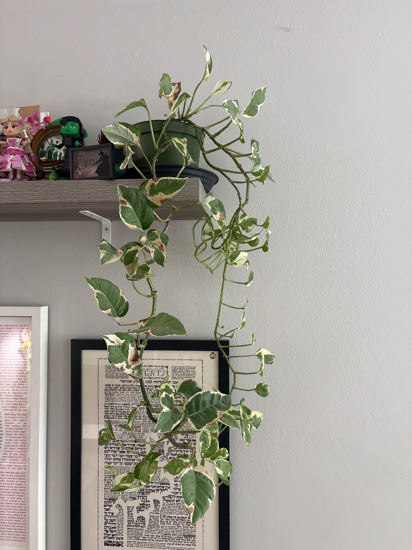 Pothos Plant